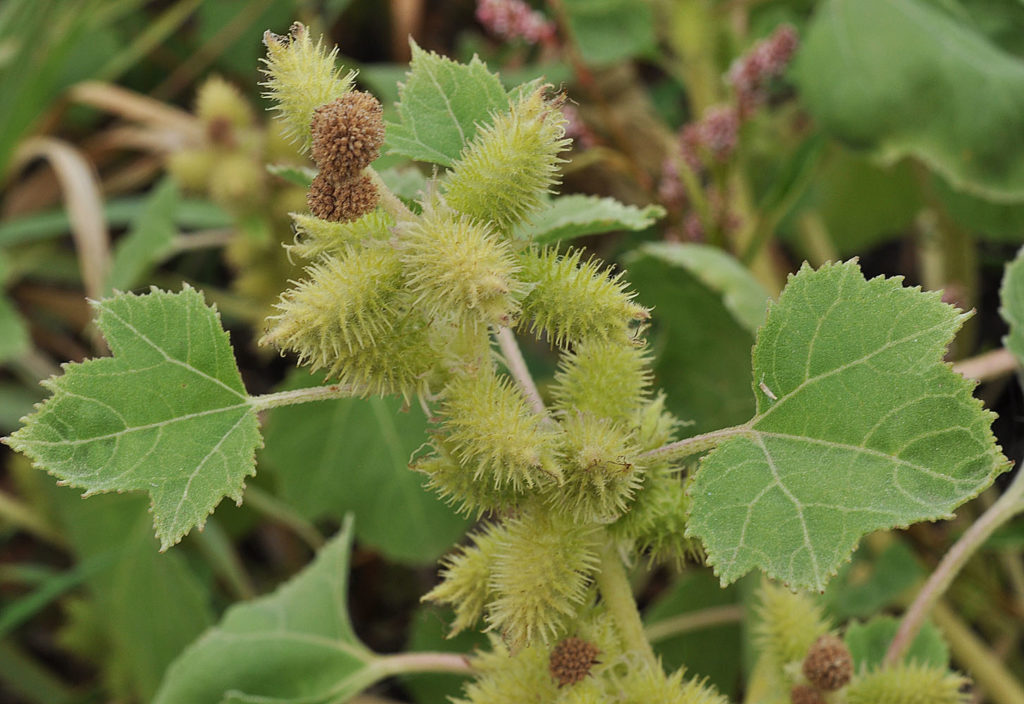 Flora of Eastern Washington Image: Xanthium strumarium in nature