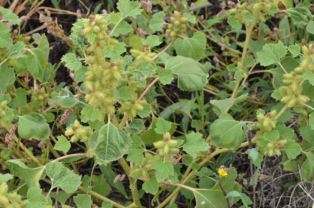 Flora of Eastern Washington Image: Xanthium strumarium in nature fuller view