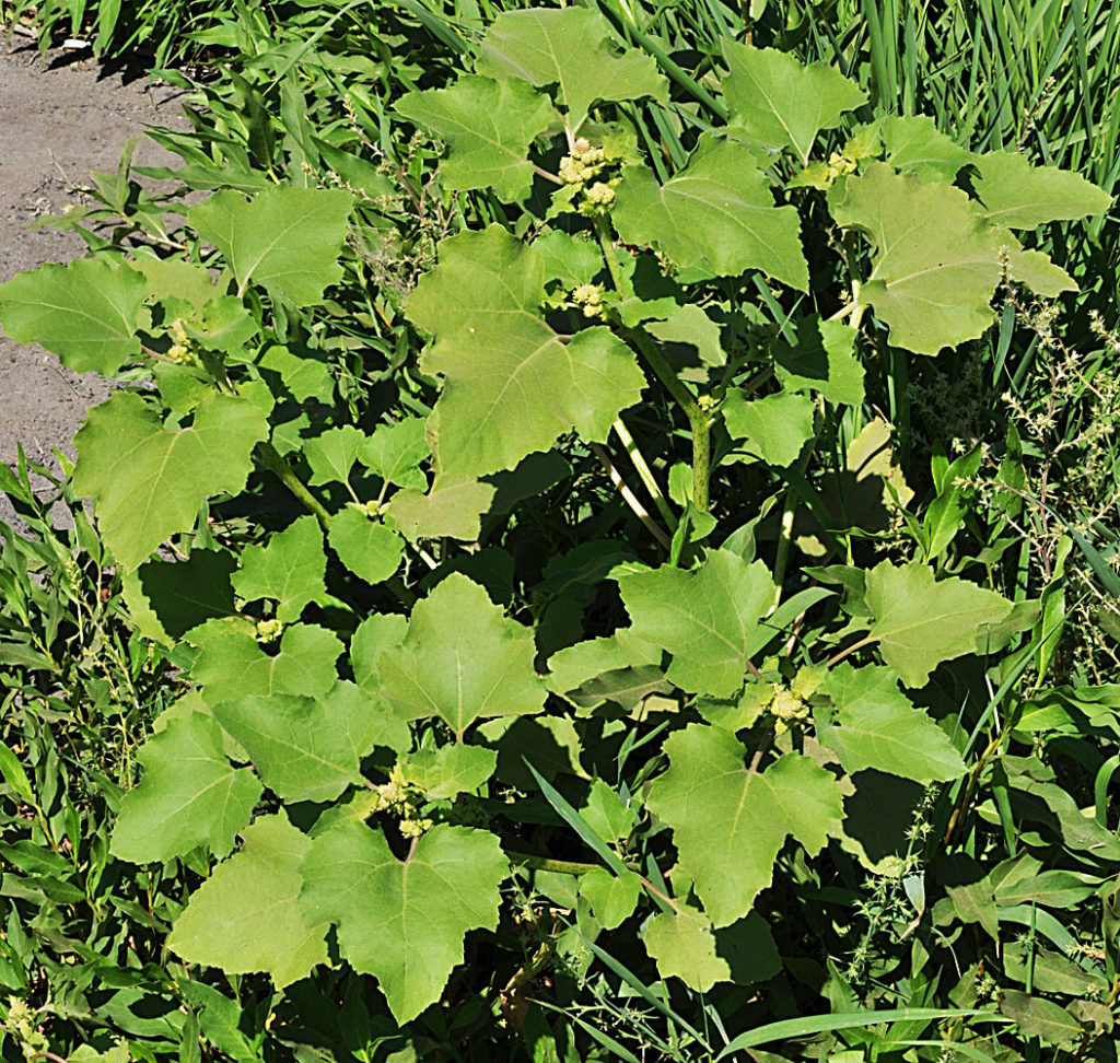 Flora of Eastern Washington Image: Xanthium strumarium leaves of plant
