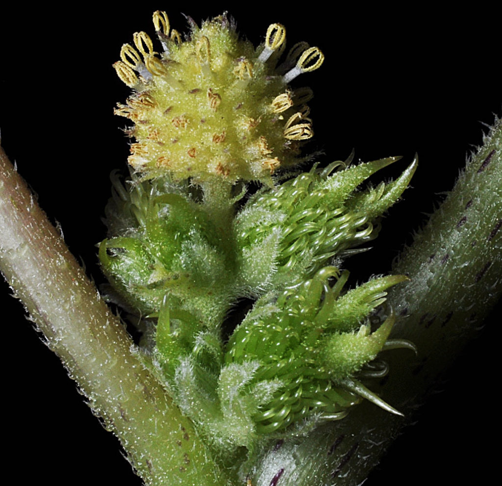 Flora of Eastern Washington Image: Xanthium strumarium zoomed at split point