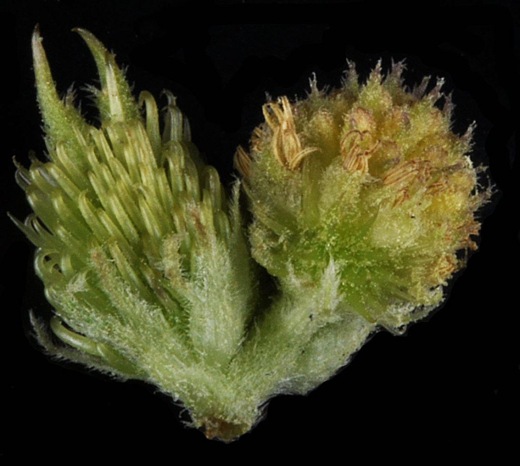 Flora of Eastern Washington Image: Xanthium strumarium in lab bulb two