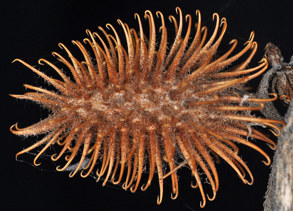 Flora of Eastern Washington Image: Xanthium strumarium zoomed in lab