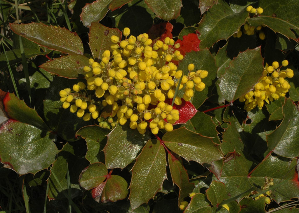 Flora of Eastern Washington Image: Mahonia aquifolium 4