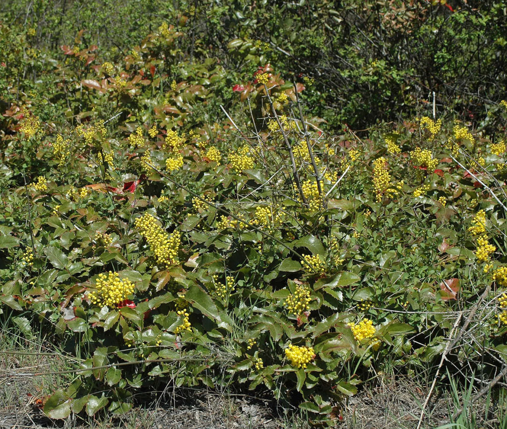 Flora of Eastern Washington Image: Mahonia aquifolium