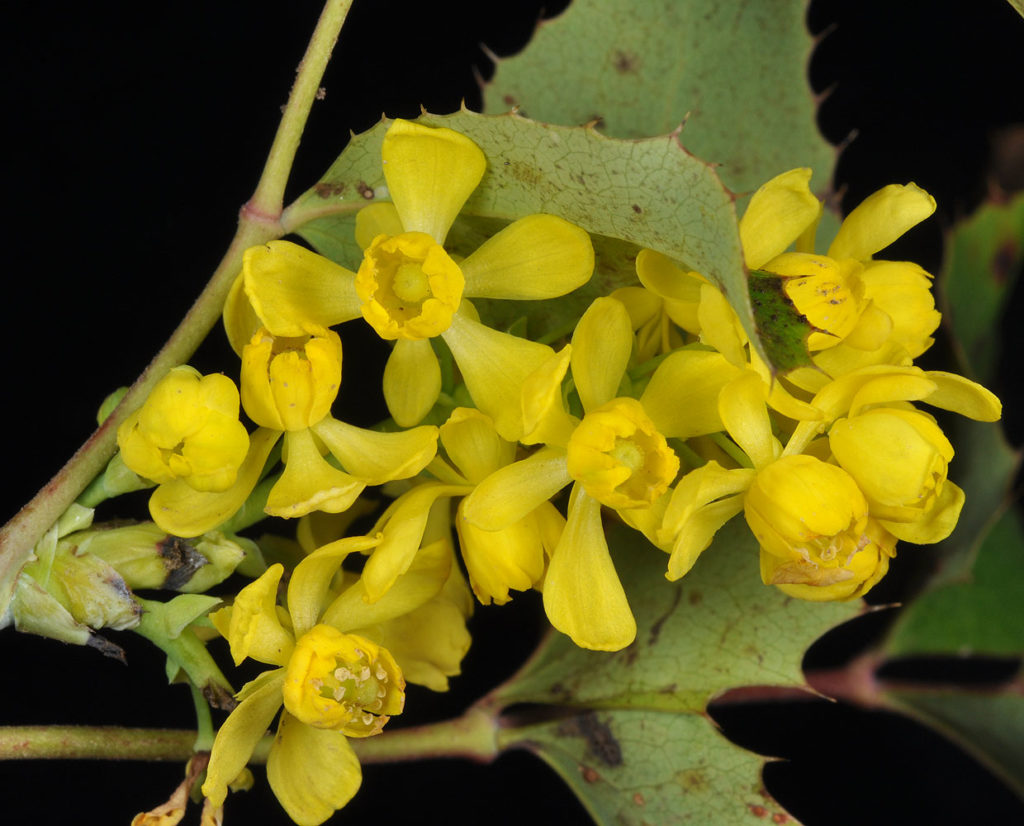 Flora of Eastern Washington Image: Mahonia repens 4