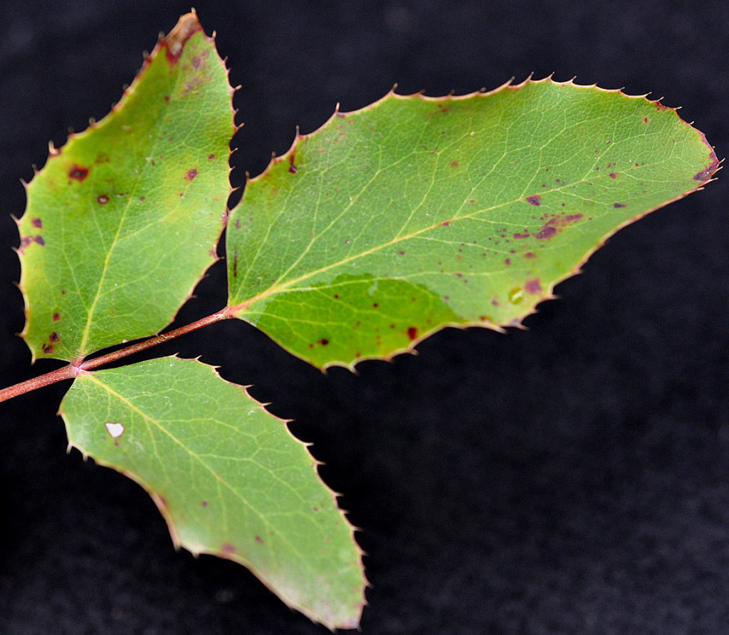 Flora of Eastern Washington Image: Mahonia repens 3