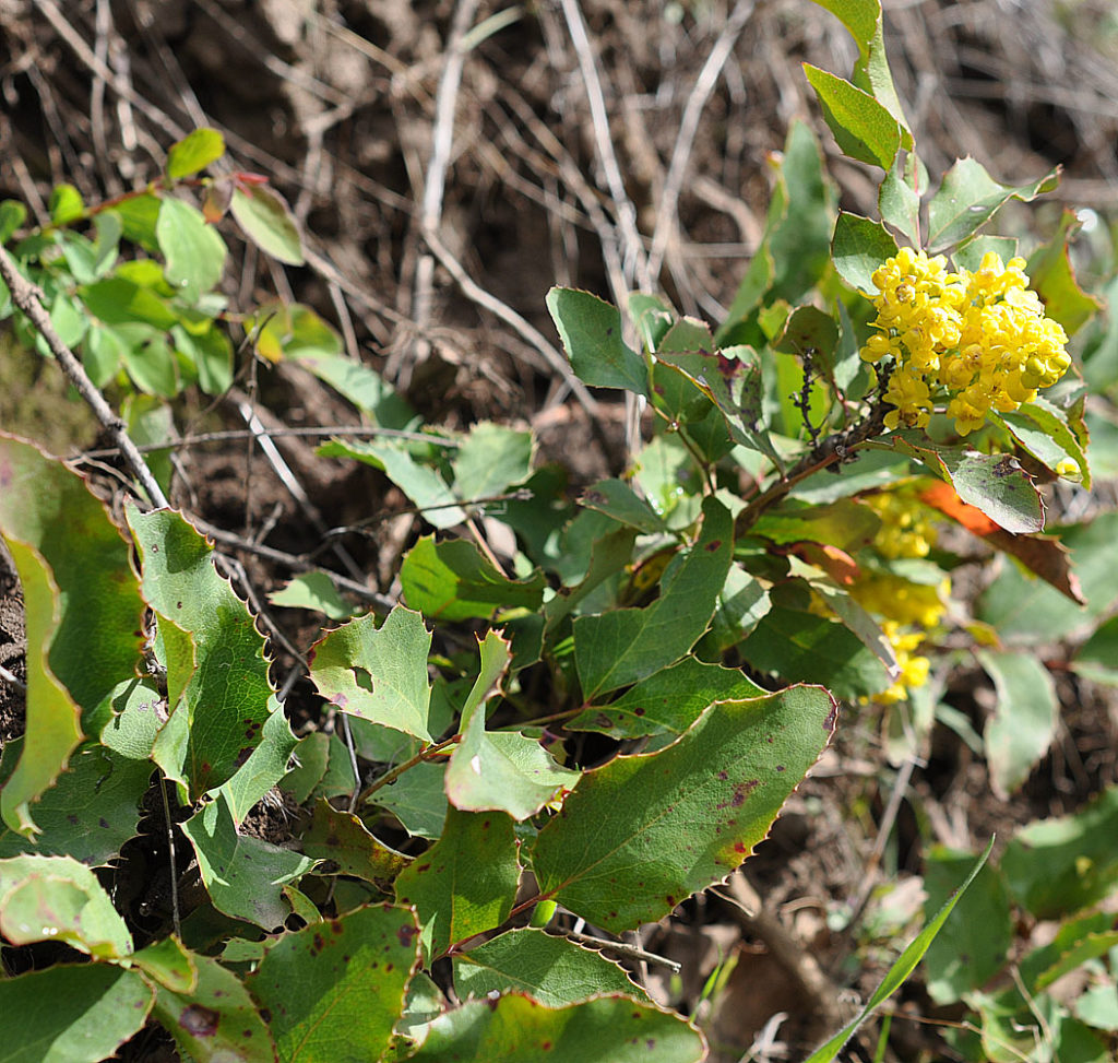 Flora of Eastern Washington Image: Mahonia repens
