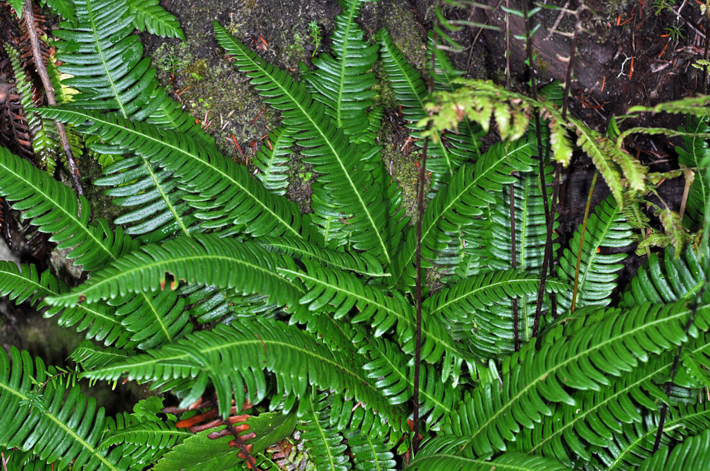Flora of Eastern Washington Image: Struthiopteris spicant full plant leaves in nature