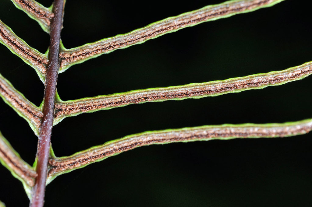 Flora of Eastern Washington Image: Struthiopteris spicant three cross section