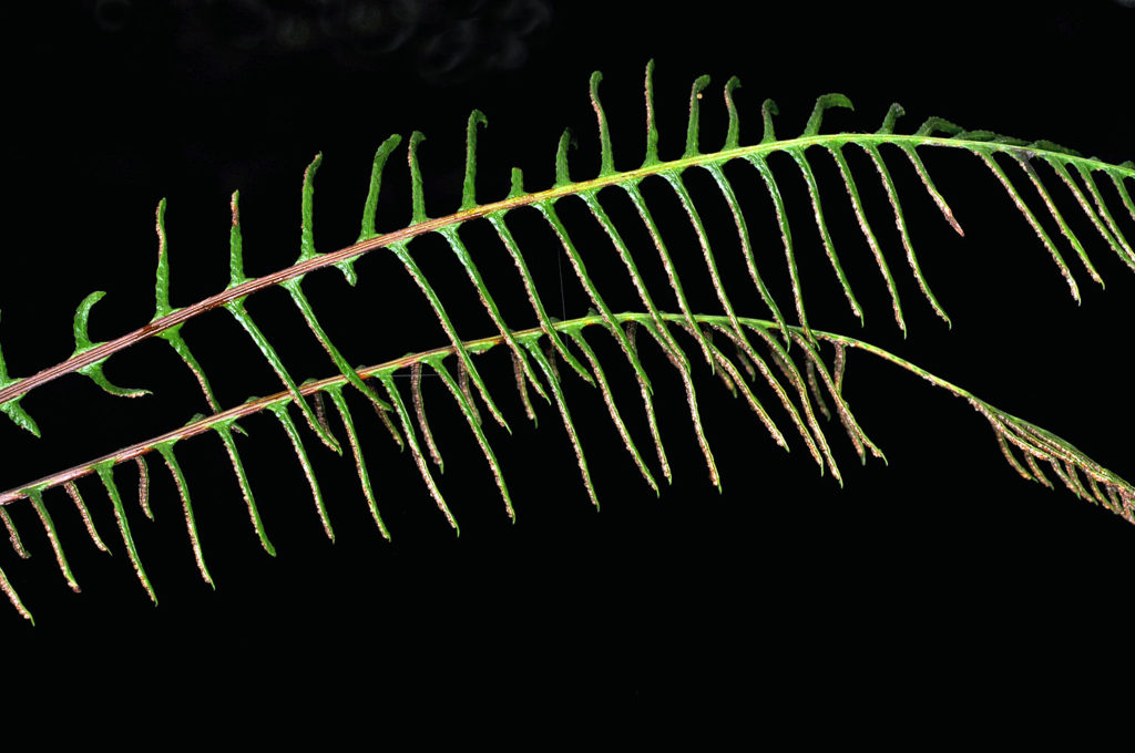 Flora of Eastern Washington Image: Struthiopteris spicant stem and leaves
