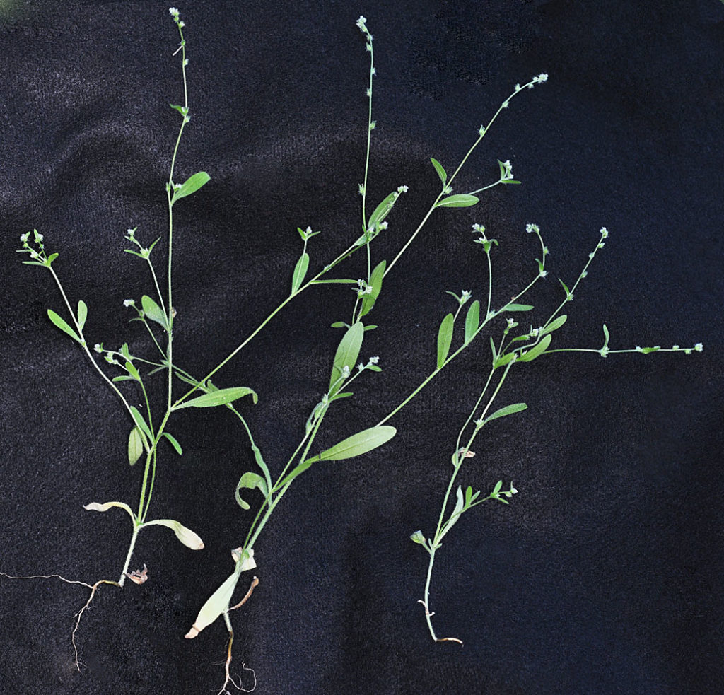 Flora of Eastern Washington Image: Cryptantha affinis 2