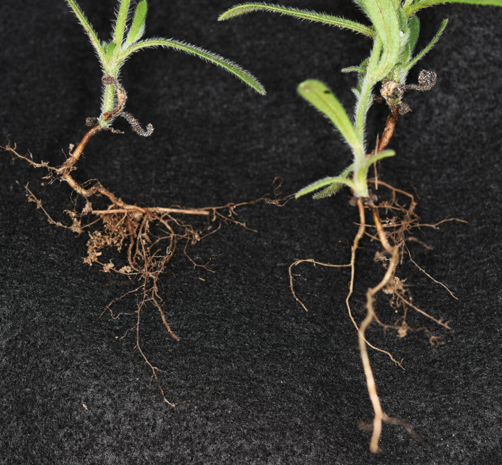 Flora of Eastern Washington Image: Cryptantha affinis 14