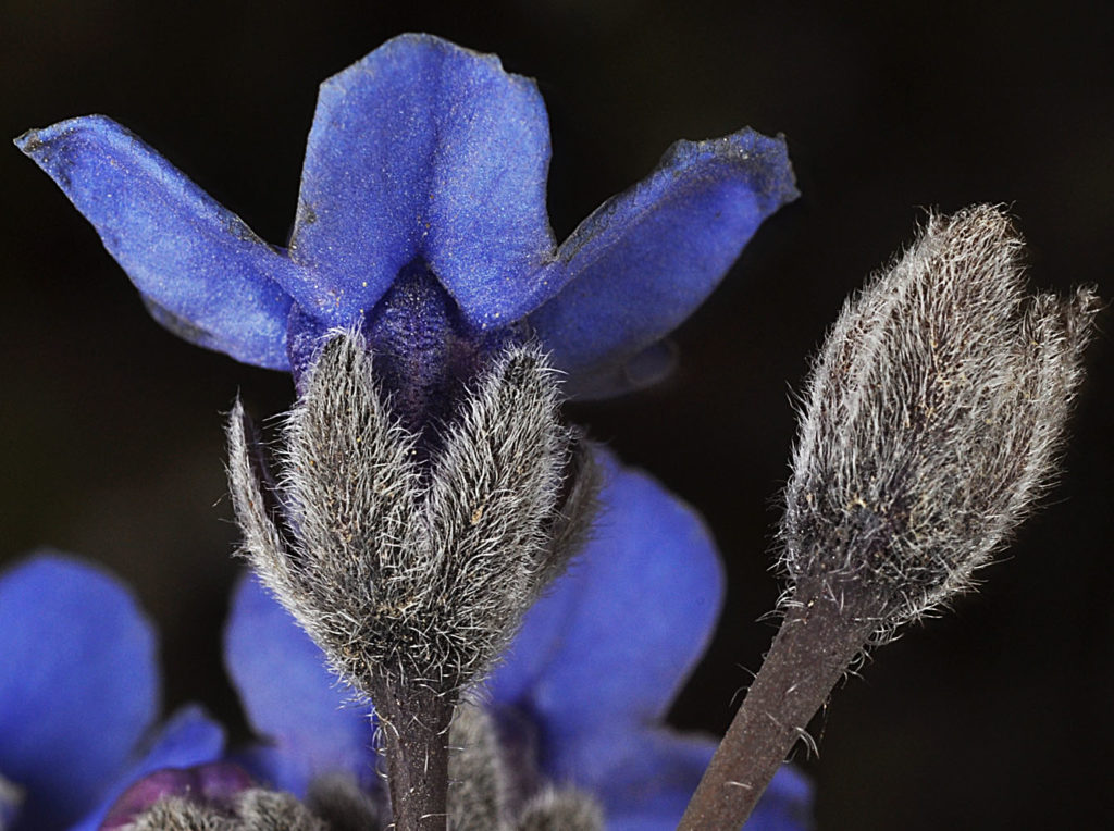 Flora of Eastern Washington Image: Adelinia grande 5