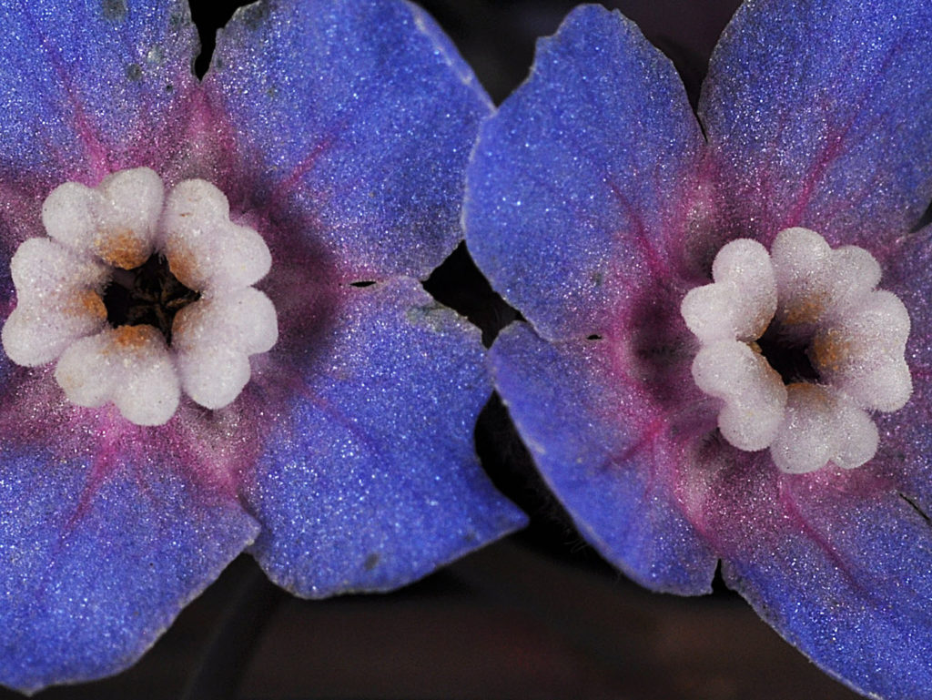 Flora of Eastern Washington Image: Adelinia grande 10