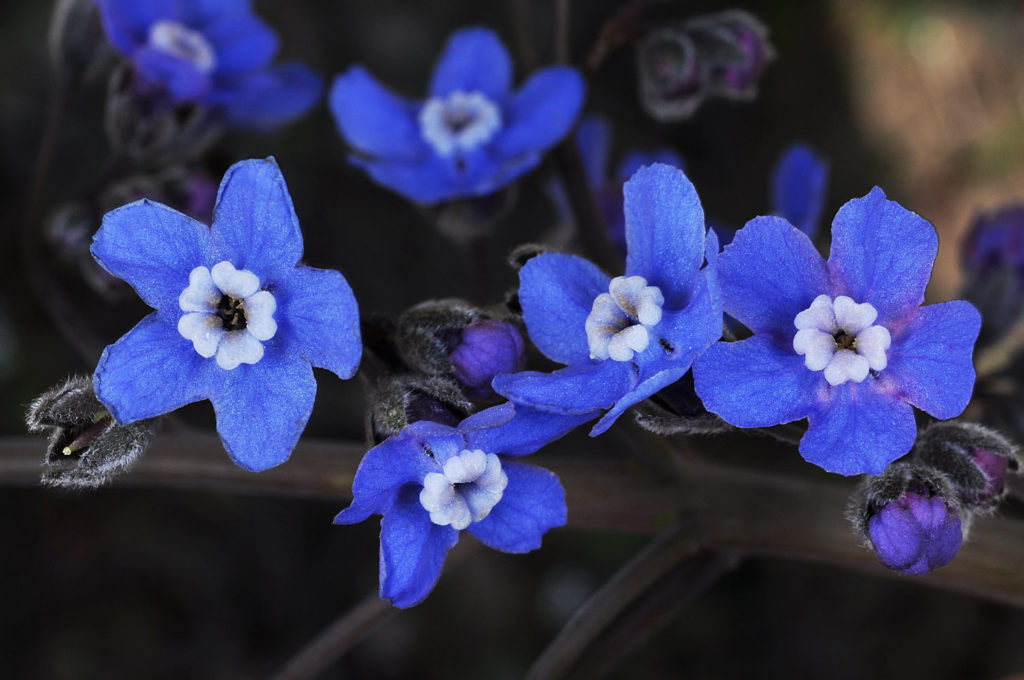Flora of Eastern Washington Image: Adelinia grande 3
