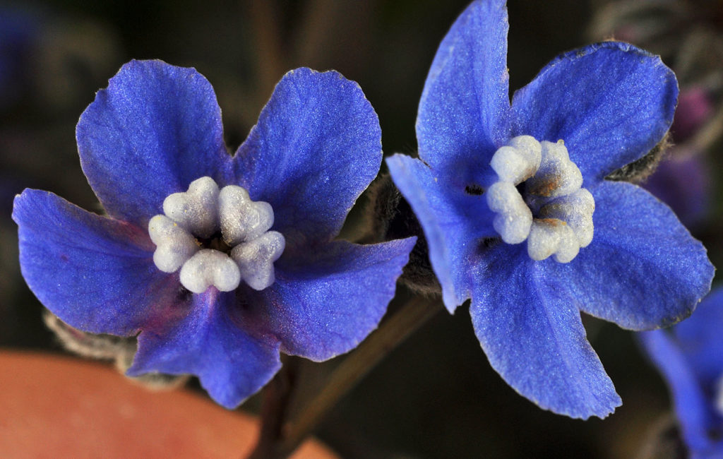 Flora of Eastern Washington Image: Adelinia grande 4