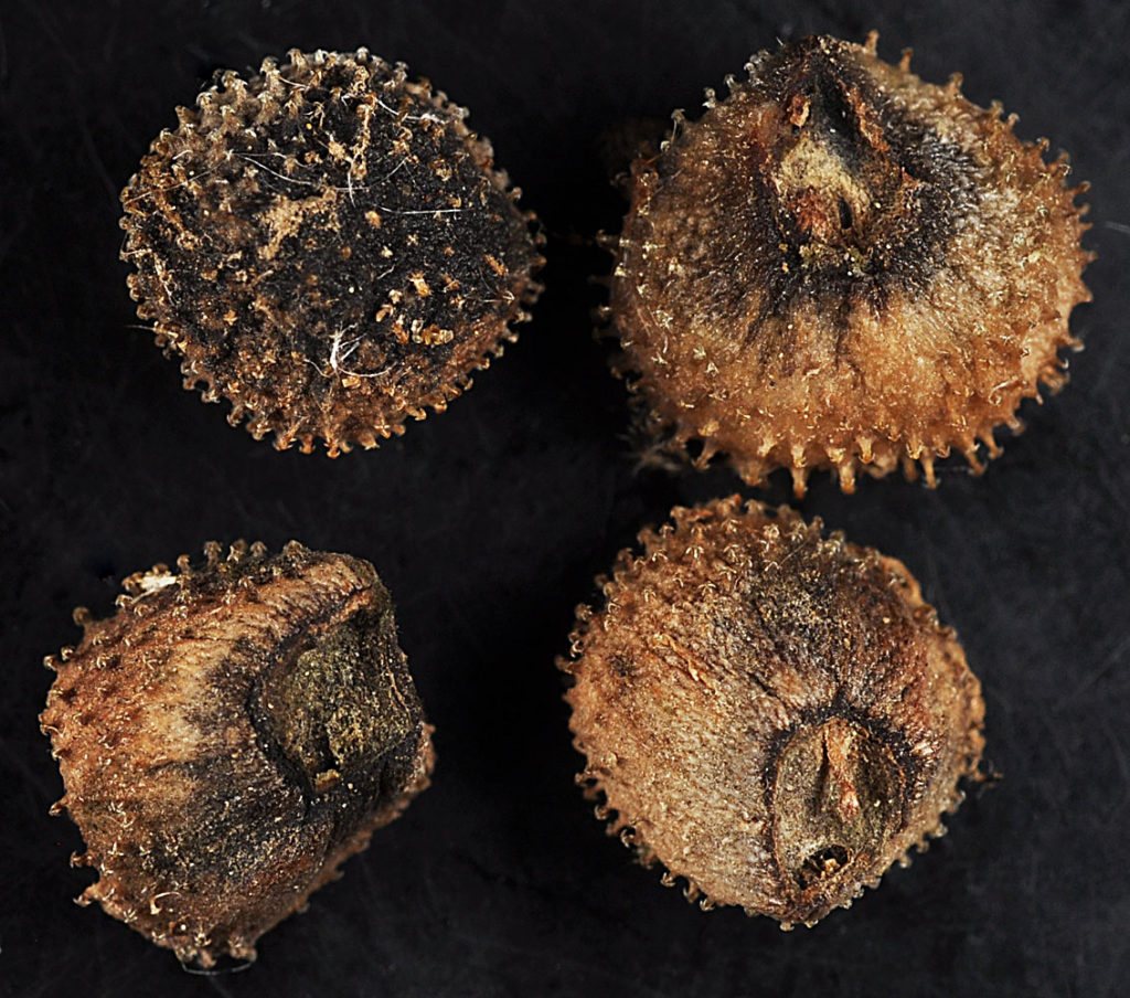 Flora of Eastern Washington Image: Adelinia grande 9