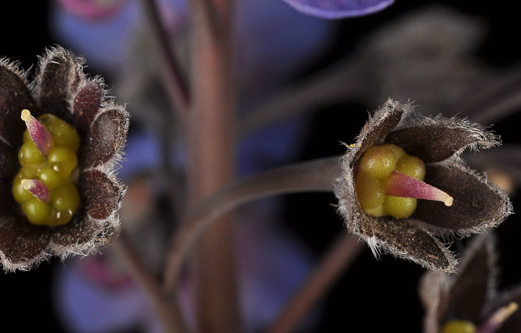 Flora of Eastern Washington Image: Adelinia grande 6