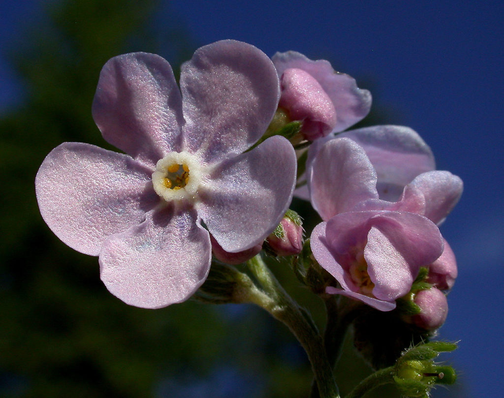 Flora of Eastern Washington Image: Hackelia ciliata 8