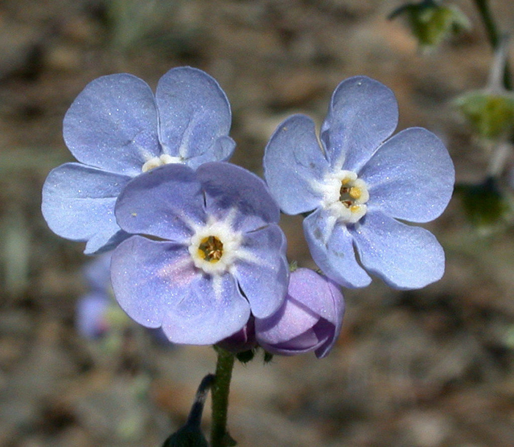 Flora of Eastern Washington Image: Hackelia ciliata 6
