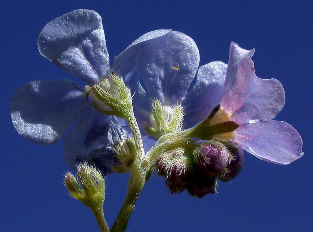 Flora of Eastern Washington Image: Hackelia ciliata 5