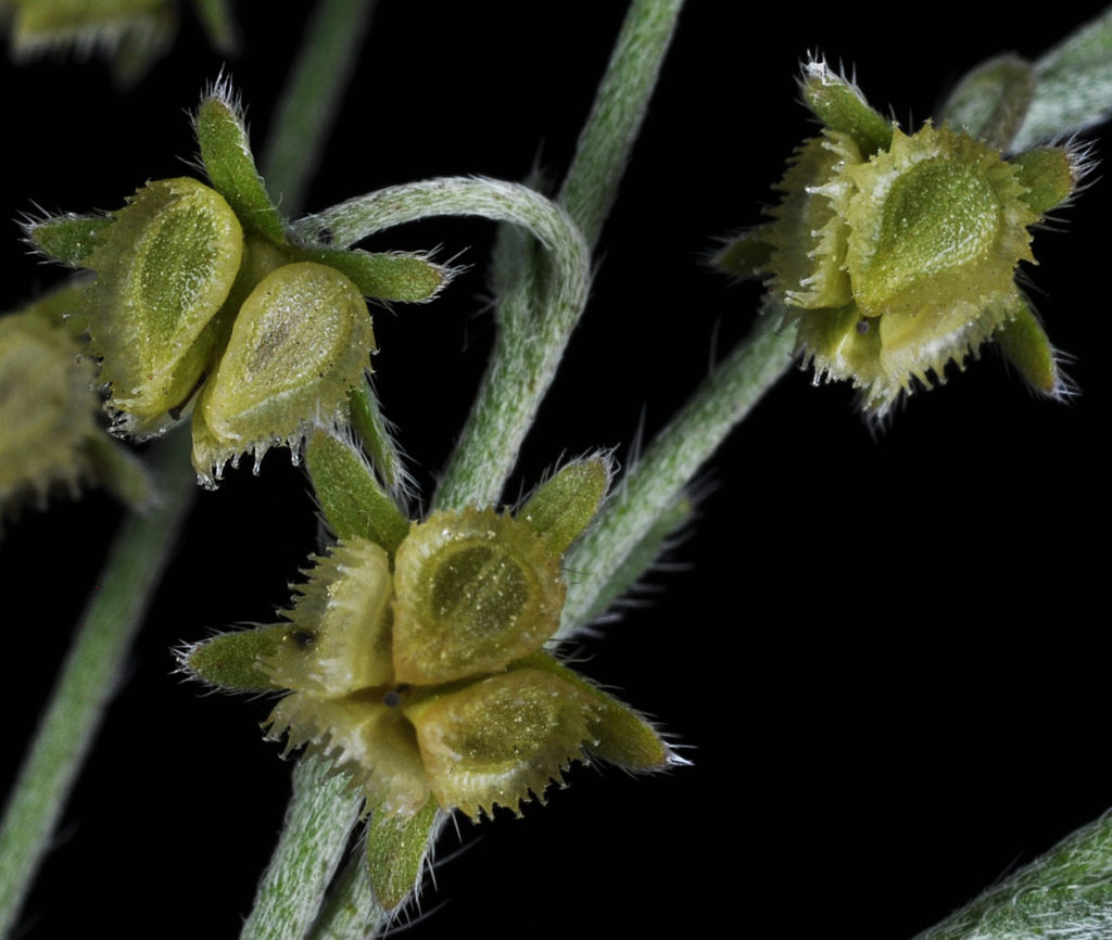 Flora of Eastern Washington Image: Hackelia ciliata 11