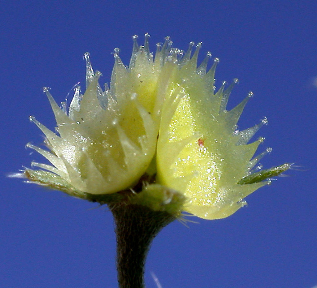 Flora of Eastern Washington Image: Hackelia ciliata 1