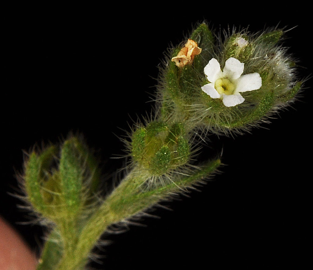 Flora of Eastern Washington Image: Lappula longispina 13