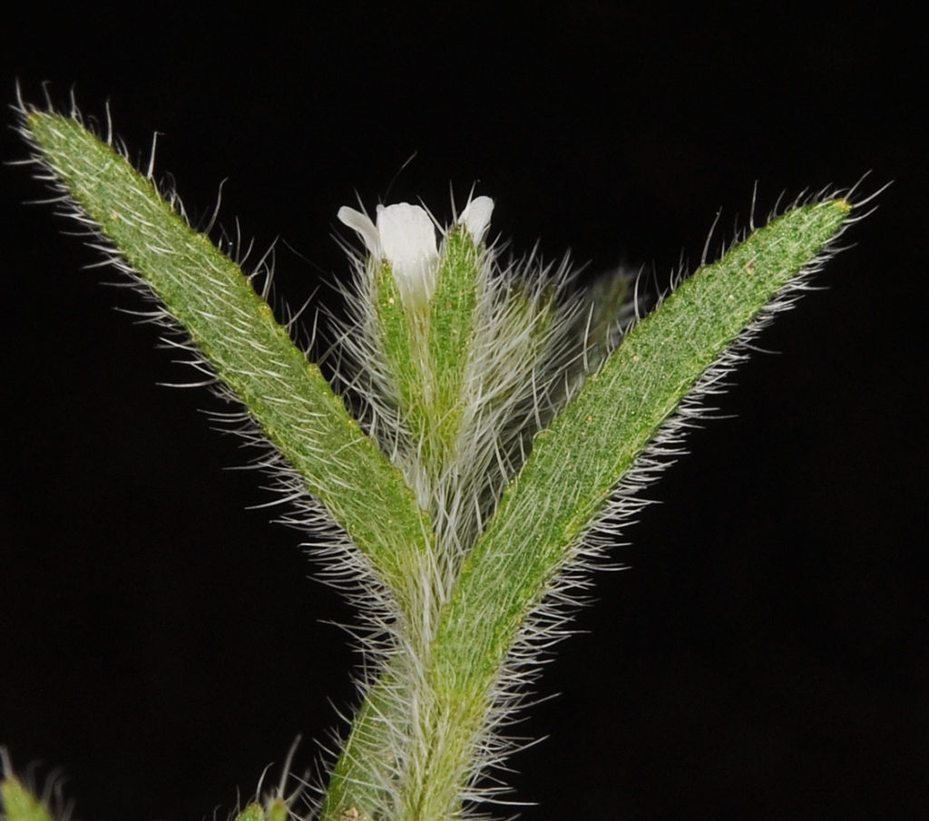 Flora of Eastern Washington Image: Lappula longispina 9