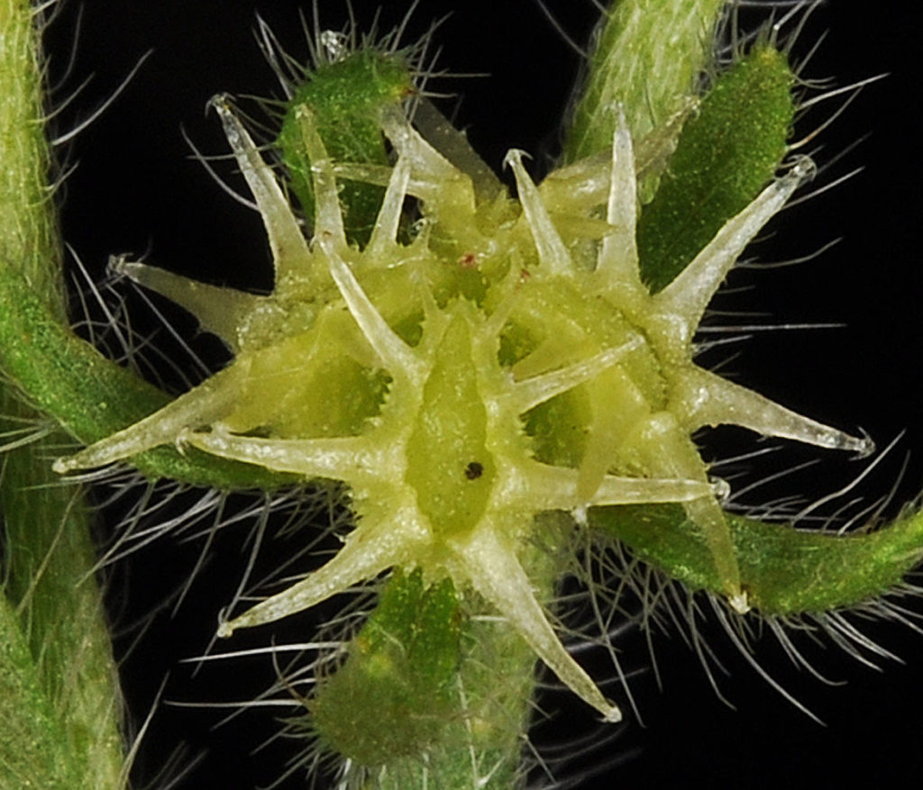 Flora of Eastern Washington Image: Lappula longispina 17