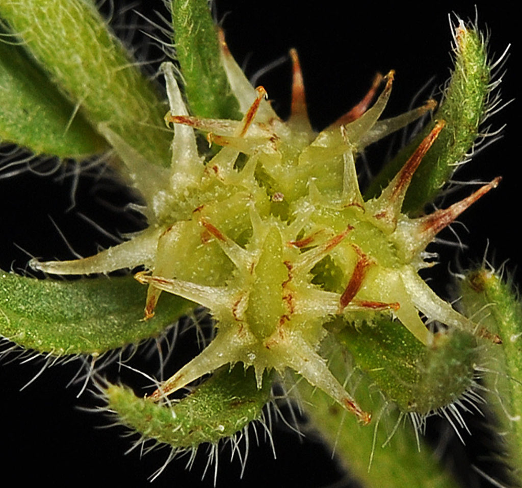 Flora of Eastern Washington Image: Lappula longispina 16