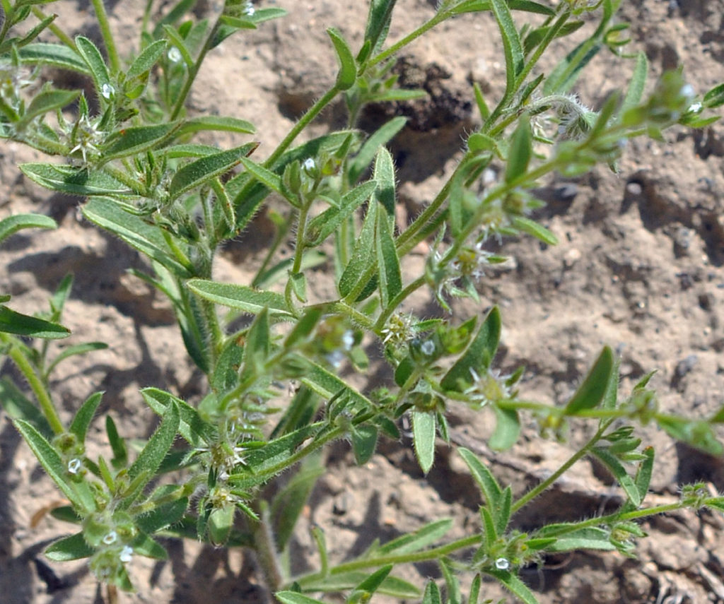 Flora of Eastern Washington Image: Lappula longispina 22