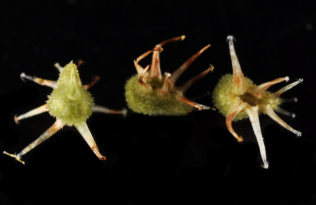 Flora of Eastern Washington Image: Lappula longispina 27