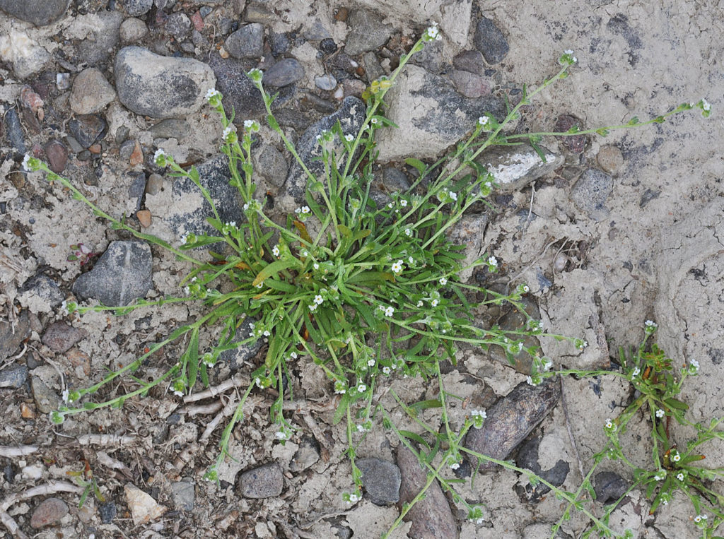 Flora of Eastern Washington Image: Plagiobothrys hispidulus 2