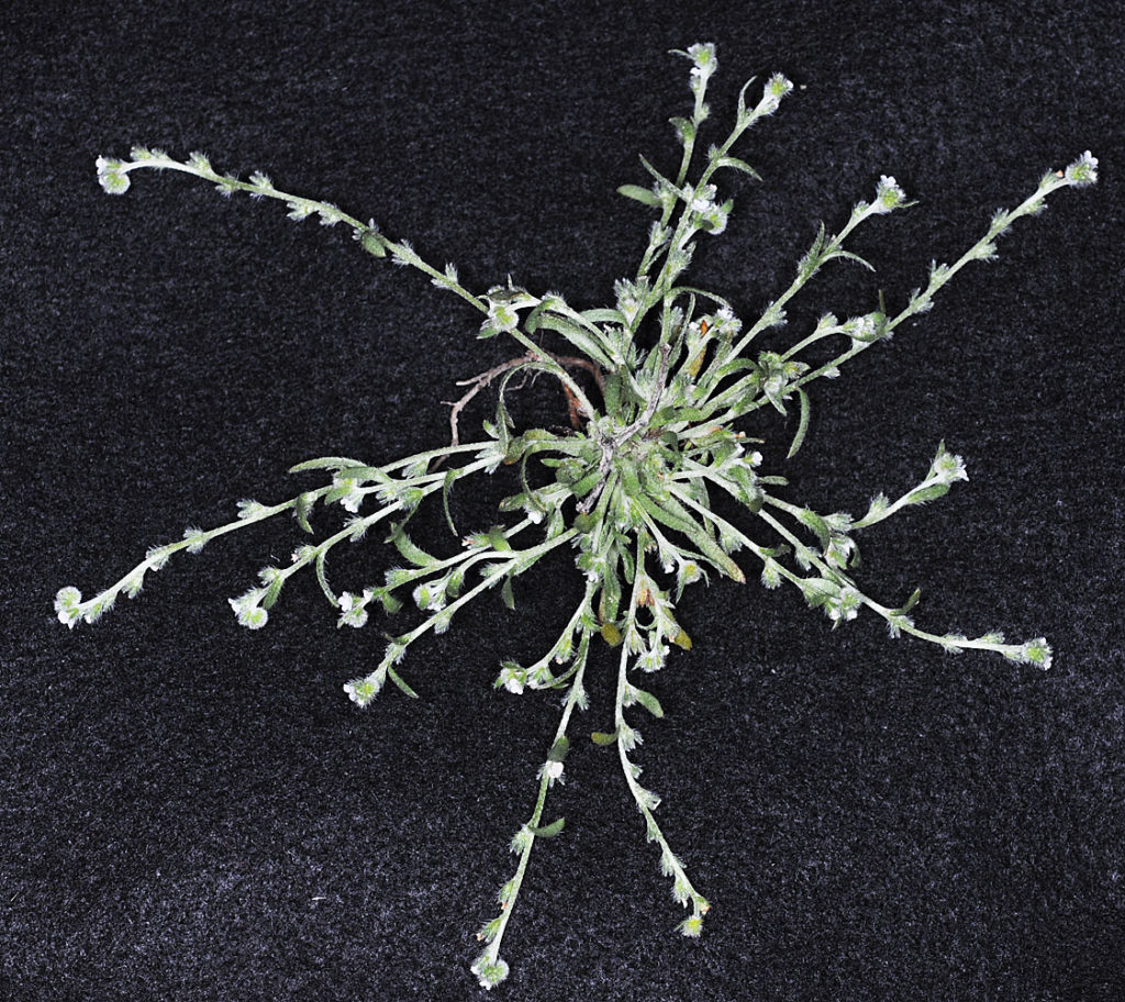 Flora of Eastern Washington Image: Plagiobothrys hispidulus