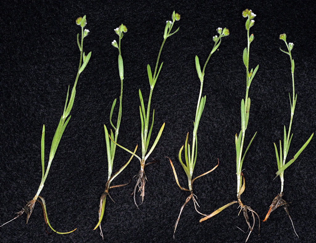 Flora of Eastern Washington Image: Plagiobothrys scouleri