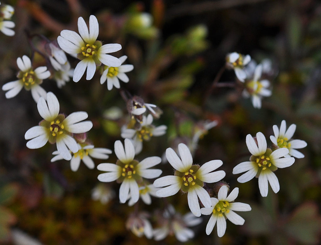Flora of Eastern Washington Image: Draba verna 4