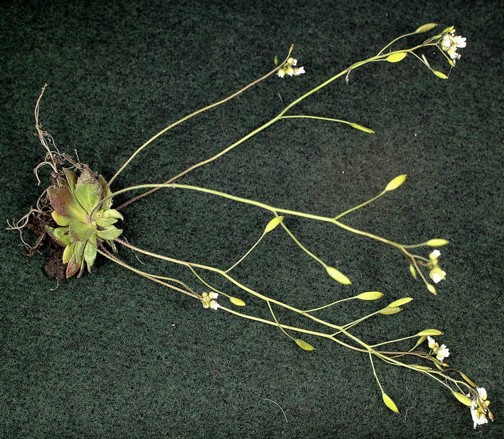 Flora of Eastern Washington Image: Draba verna 2