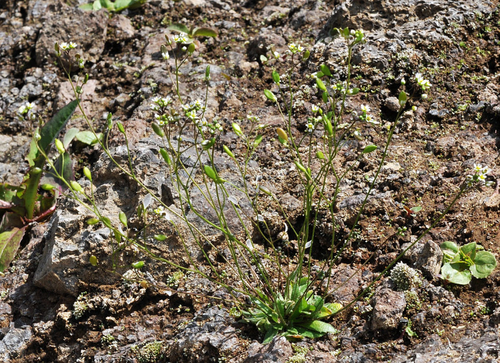 Flora of Eastern Washington Image: Draba verna