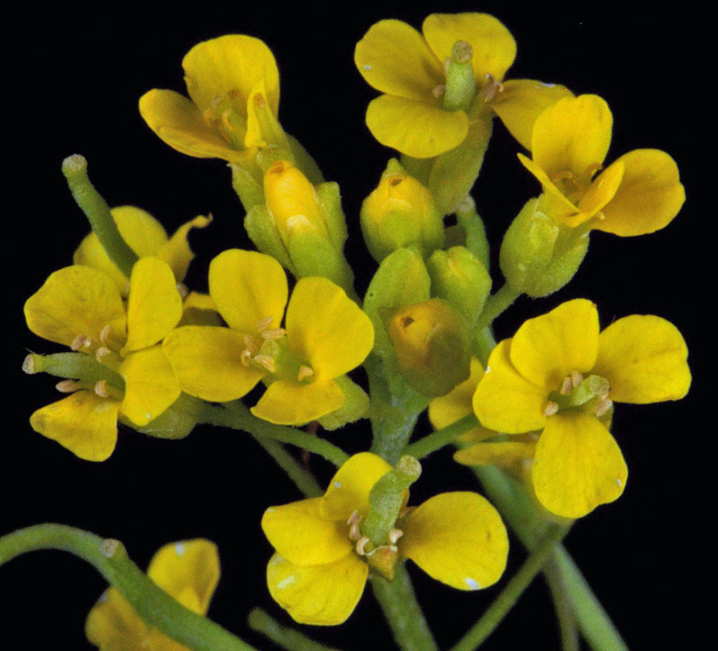 Flora of Eastern Washington Image: Erysimum cheiranthoides 10