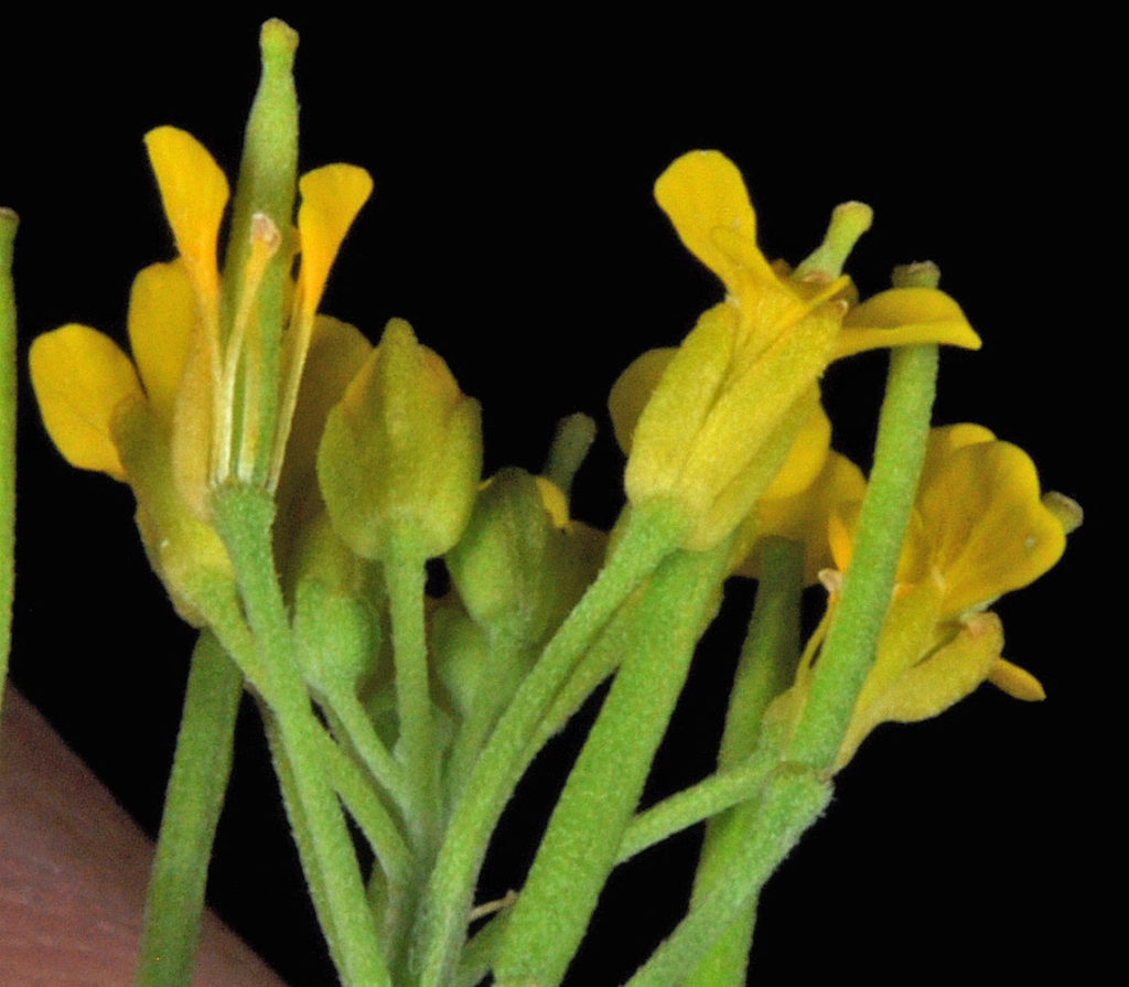 Flora of Eastern Washington Image: Erysimum cheiranthoides 7