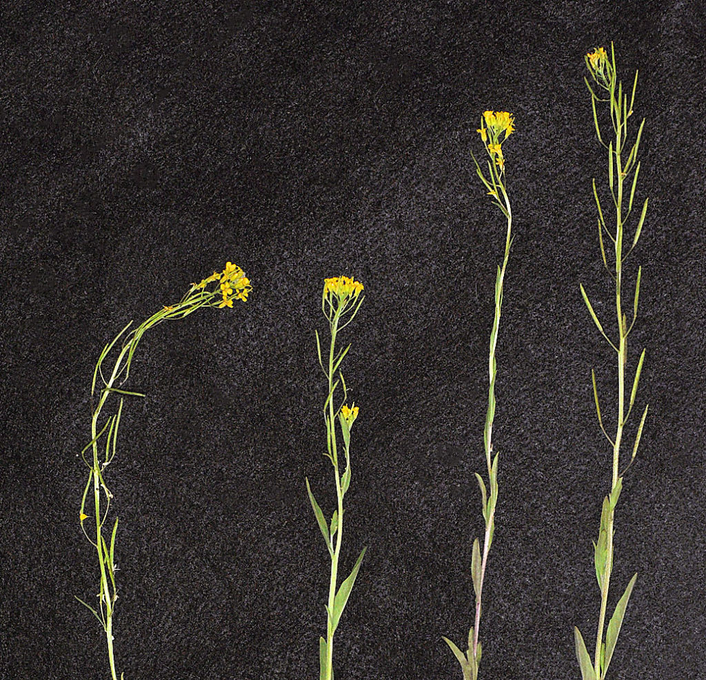 Flora of Eastern Washington Image: Erysimum cheiranthoides 5