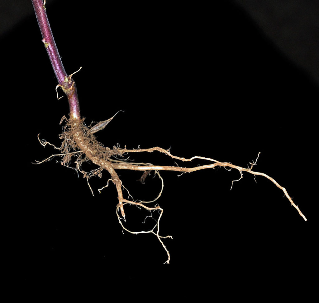 Flora of Eastern Washington Image: Erysimum cheiranthoides 2