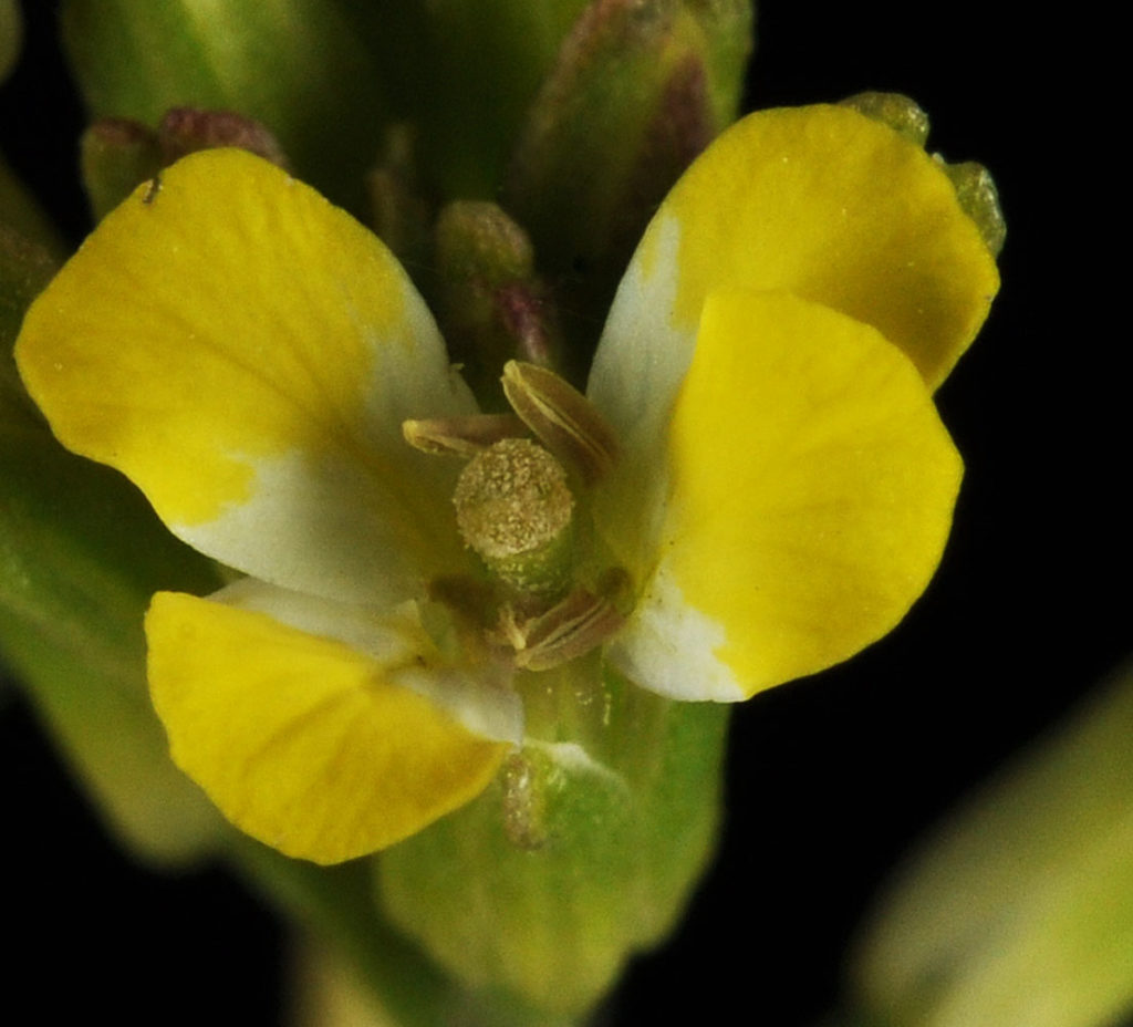 Flora of Eastern Washington Image: Erysimum repandum 19