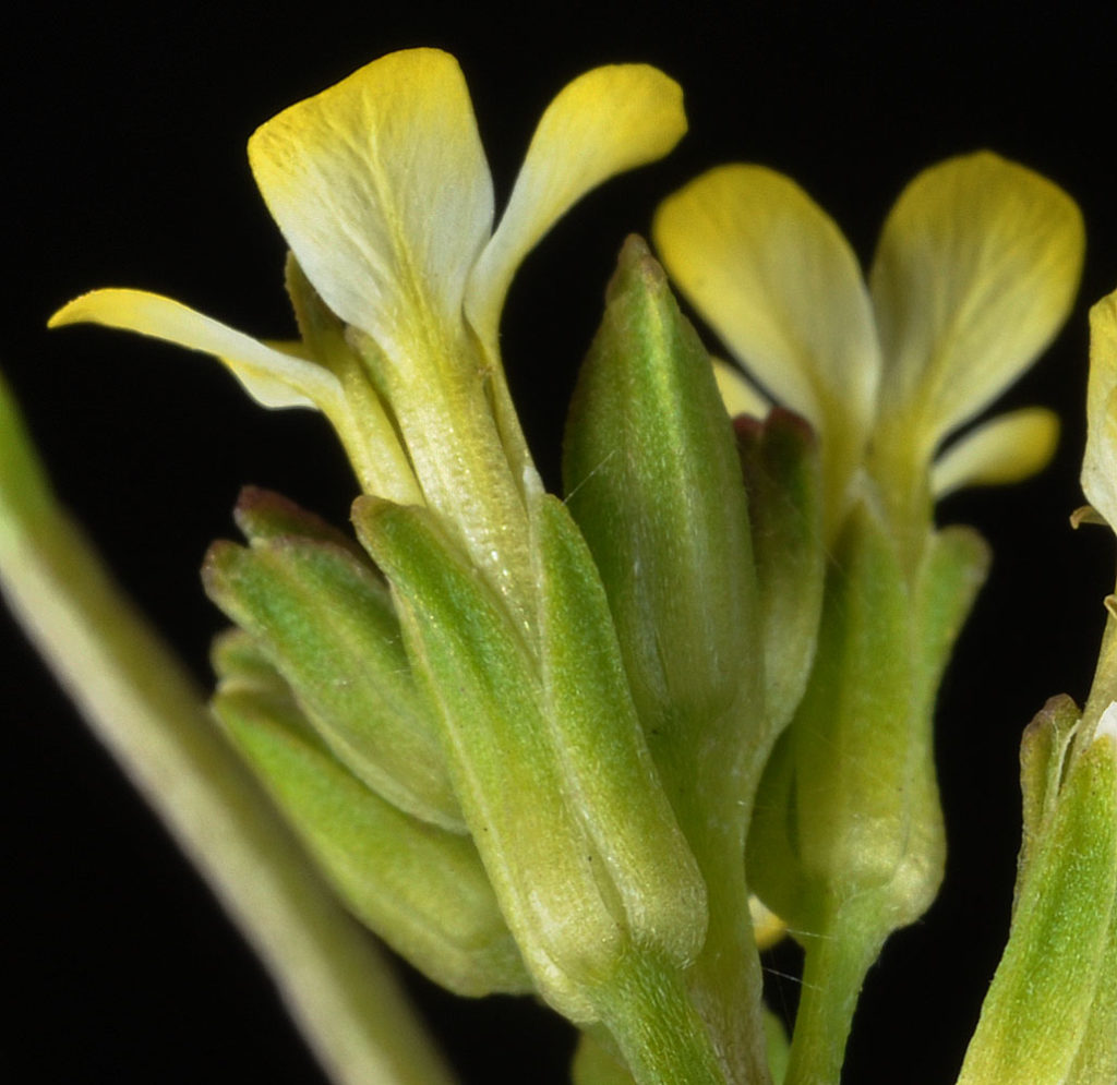 Flora of Eastern Washington Image: Erysimum repandum 16