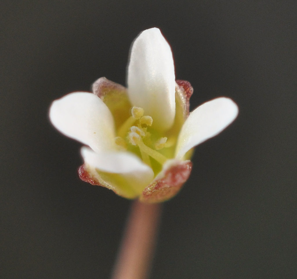 Flora of Eastern Washington Image: Idahoa scapigera 9