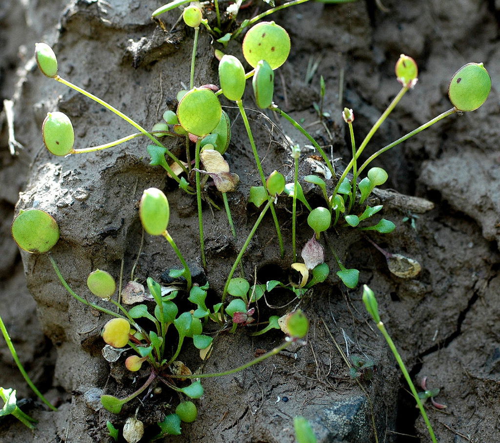 Flora of Eastern Washington Image: Idahoa scapigera 10