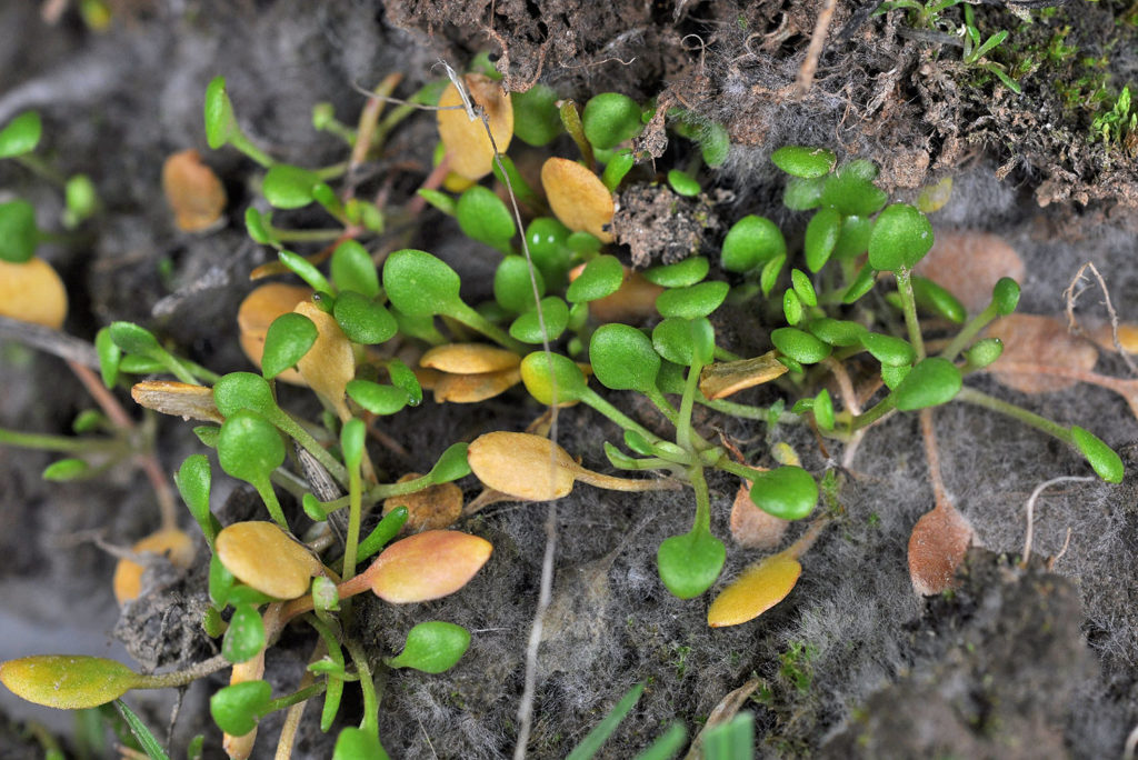 Flora of Eastern Washington Image: Idahoa scapigera 5