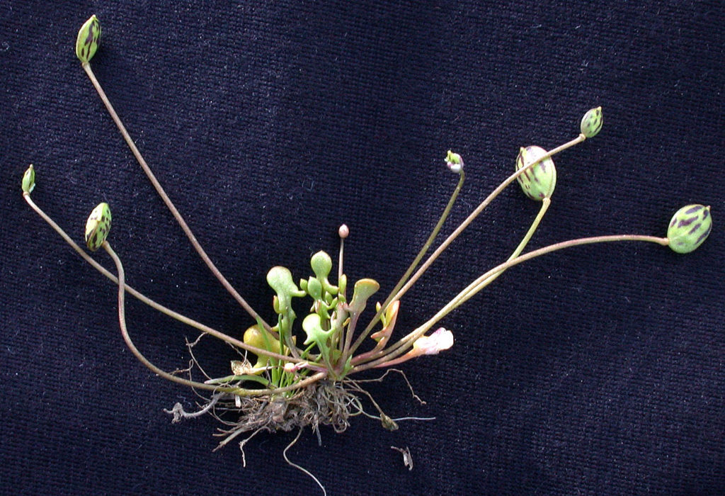 Flora of Eastern Washington Image: Idahoa scapigera 1