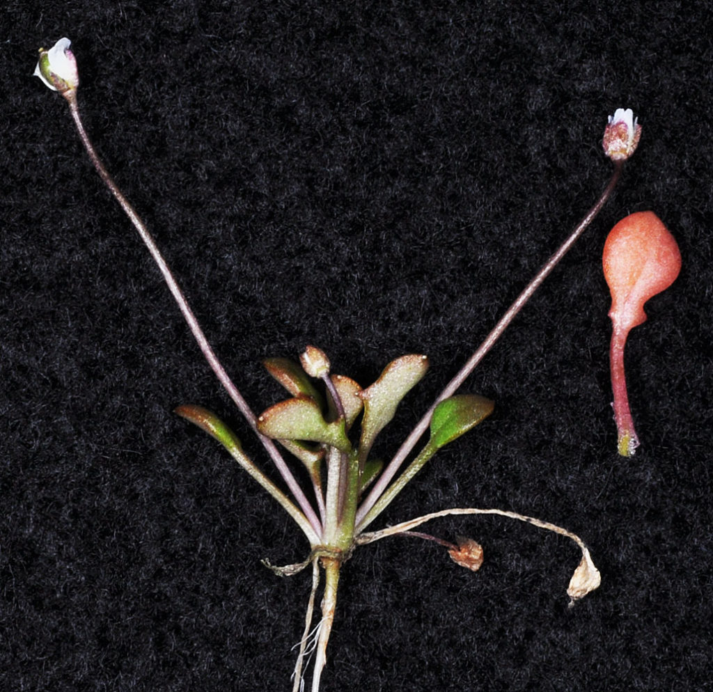 Flora of Eastern Washington Image: Idahoa scapigera 3